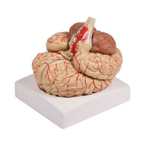 Simulador de cerebro con arteria y nervio