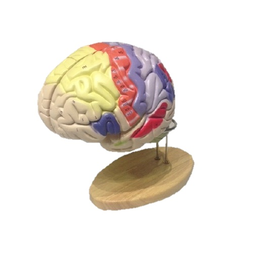 Simulador del cerebro coloreado