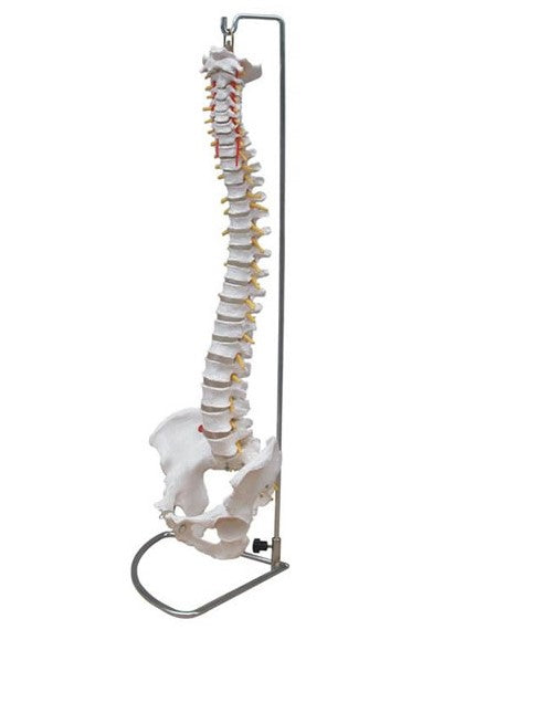 Simulador Columna Vertebral con Pelvis