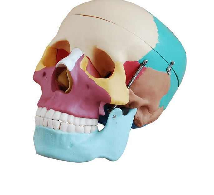 Simulador Cráneo Humano de Color