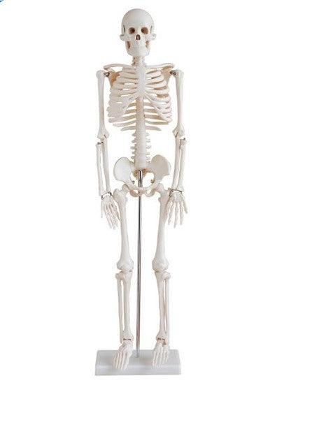 Simulador Esqueleto Humano 85 cm