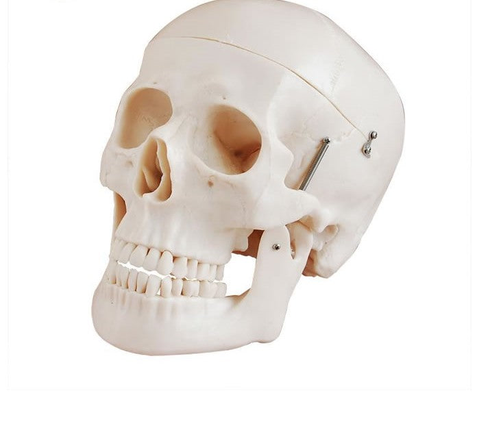 Simulador Cráneo de tamaño natural