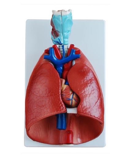 Modelo Anatómico Cardiopulmonar de tamaño natural