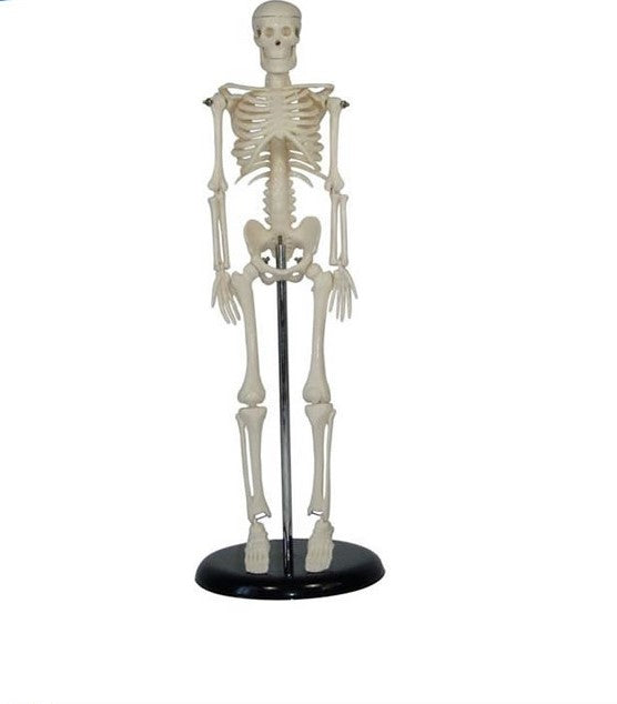 Simulador Esqueleto Humano 45 cm