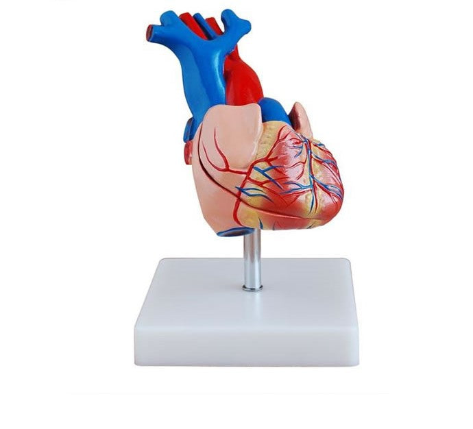 Simulador del corazón humano de tamaño natural
